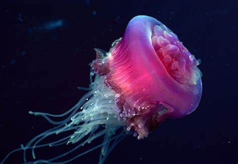 Pink And White Delicate Jellyfish Jellyfish Underwater Wallpaper