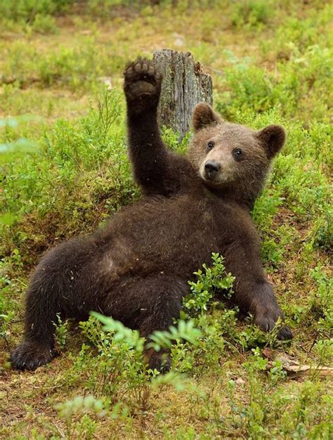 50 Bears Waving Good Bye To Humanity