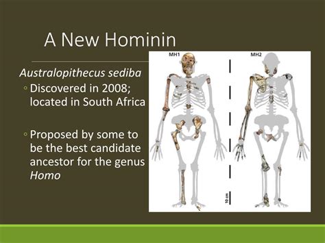 Ppt Hominin Evolution Powerpoint Presentation Free Download Id3950076