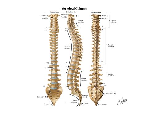 The Vertebral Column Anatomical Products Human Spine Anatomy Vrogue