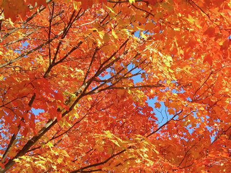 Bright Orange Autumn Leaves Photograph By Mike M Burke Pixels