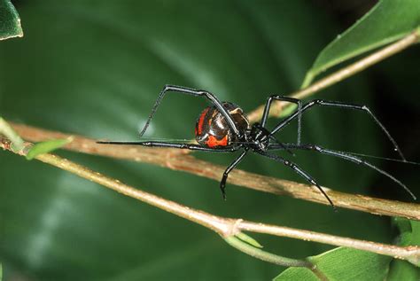 Southern Black Widow Spider Photograph By John Mitchell
