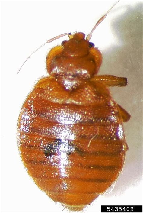 Bed Bug Cimex Lectularius