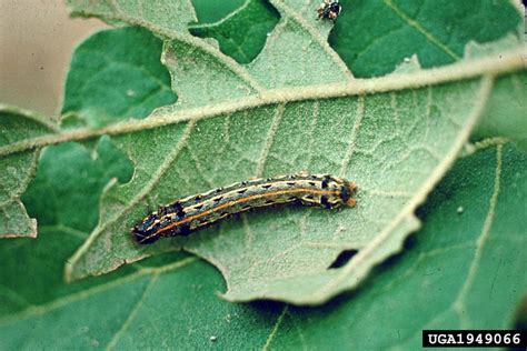 Some remain with the plant they cut down and feed on it, while others often move on after eating a small. cotton leafworm, tobacco cutworm, Spodoptera litura ...