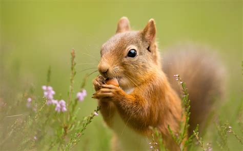 Download Close Up Animal Squirrel Hd Wallpaper