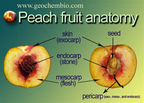 Prunus Persica Peach Nectarine Taxonomy Facts Life Cycle Fruit