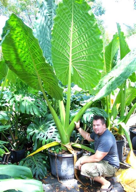 Alocasia Borneo Giant In Landscape Boarders Big Leaf Plants Borneo
