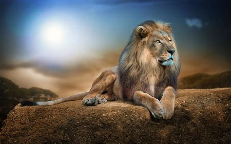 Hd Wallpaper Gray Scale Selective Focus Photography Of Lion Animals