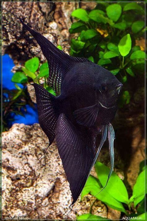 New World Cichlid Angelfish Angel Fish Freshwater Aquarium Fish