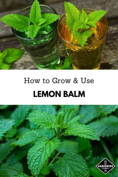 How To Grow Lemon Balm Melissa Officinalis Gardening Channel