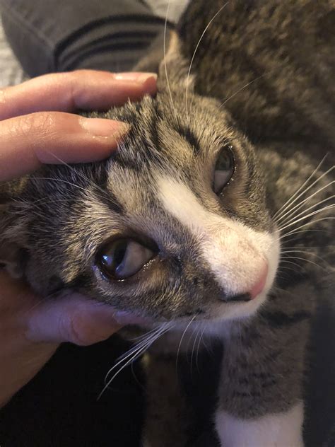 Cats Third Eyelid Showing And Lethargic