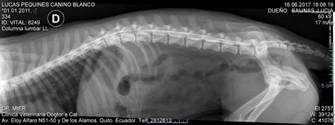 Síntomas De Una Hernia Discal En Perros Dogtors Cat
