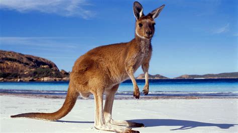 Kangaroo Facts Worksheets Habitat Species And Diet For Kids