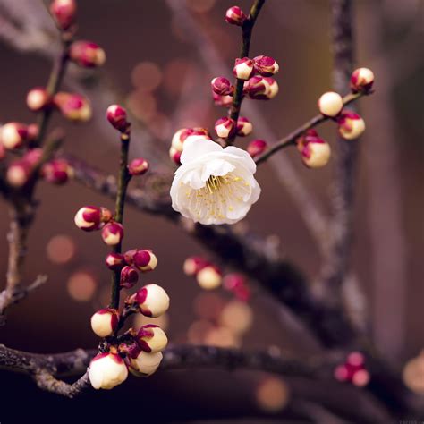 Spring Nature Flower Bud Tree Twigs Ipad Air Wallpapers Free Download