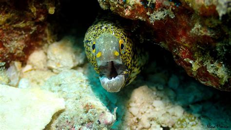 Ninas Favourite Pics · Aussie Divers Phuket