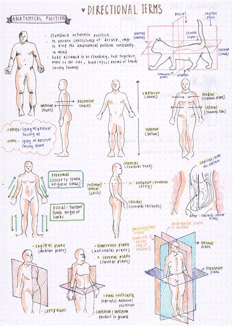 Anatomy Directional Terms Worksheet Worksheet