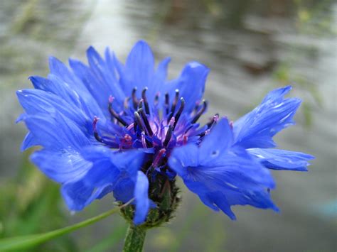 Centaurea Cyanus Cornflower Korenbloem Bleuet Des Champs Flickr