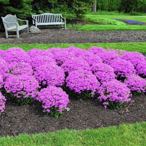 Phlox Forever Pink Has A Compoact Habit With Sturdy