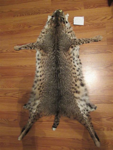 Tanned Bobcat Pelt With Feet Claws Xlarge Animal Hide Etsy