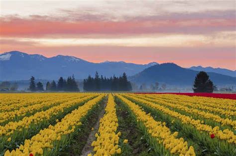 Skagit Valley Tulip Fields In Washington United States Vacation