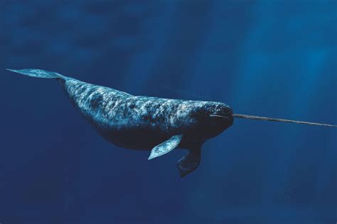 Narwhal Facts Pictures Habitat Behavior Appearance Information