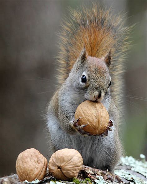 18100 Pictures Of Squirrels Eating Nuts Stock Photos Pictures