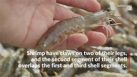 Over the years, the way shrimp and prawn are used has changed, and nowadays the terms are almost interchangeable. What's the Difference Between Shrimp and Prawns?