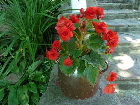 How To Care For Tuberous Begonias Dengarden
