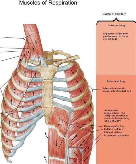 Internal intercostal muscles sit directly underneath the external intercostals and help collapse the chest during breathing to exhale air. Voice - ASP 520 - Exam 1 at University of Tennessee ...