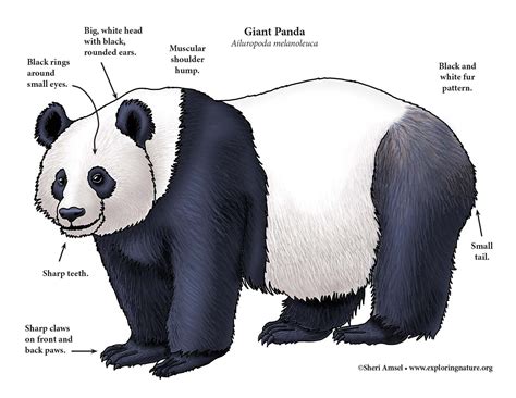 Panda Giant