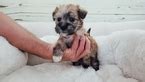 I happened to see that oh! View Ad: Maltipoo Puppy for Sale near California, LA ...
