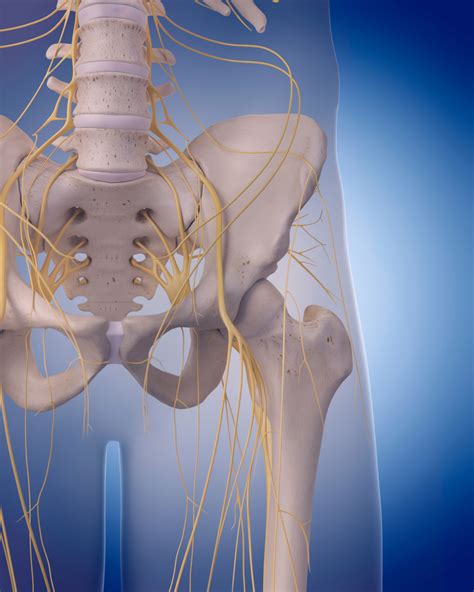 Trapped Nerves Causes And Treatment Buxton Osteopathy Clinic