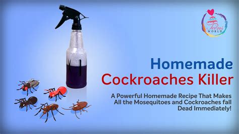 Homemade Cockroaches Killer How To Make Homemade Cockroach Killer Teensworld Youtube