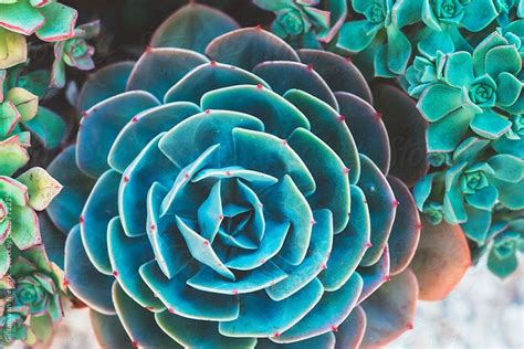 Surreal Succulent By Stocksy Contributor Gillian Vann Succulents Floral Branding Floral