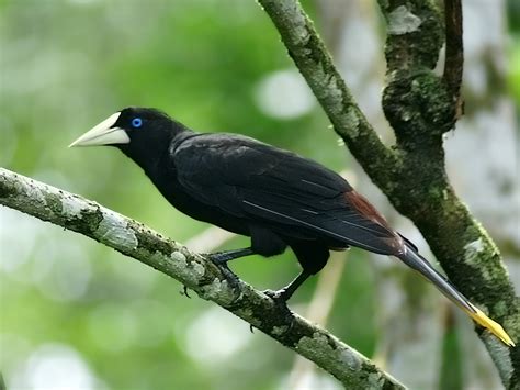Crested Oropendola Birds Of The Colombias North Coast ·