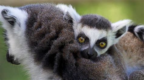 Close Up View Of A Young Ring Tailed Lemur Lemur Catta Stock Image