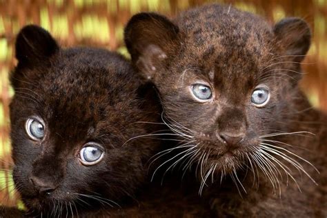 Black Panther Cubs All Creatures Great And Small Pinterest