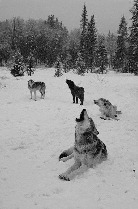 Howling Hour Wolf Love Wolf Spirit Spirit Animal Beautiful Creatures