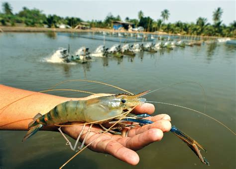 Shrimp Farming Thailand Masverin
