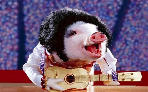 Funny Pig Playing Guitar And Singing Song Cute Pigs With Guitar