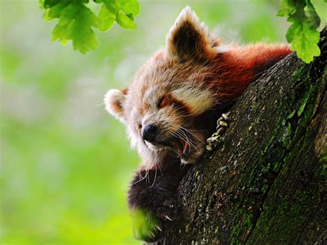 Animal Red Panda Hd Wallpaper