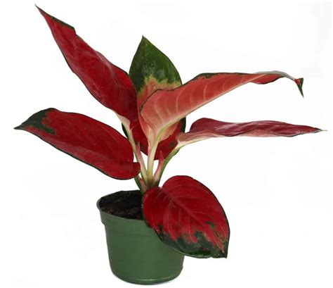 Aglaonema Or Chinese Evergreen Yellow Leaves Reasons Homes Pursuit