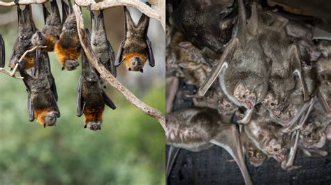 How Many Species Of Bats Are There Online Field Guide