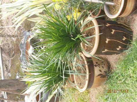 Tetapi pelbagai bunga taman ini tidak terhad kepada angka ini: PERTANIAN HIJAU NURSERY: Nursery Bunga : Pokok Bunga,Anak ...