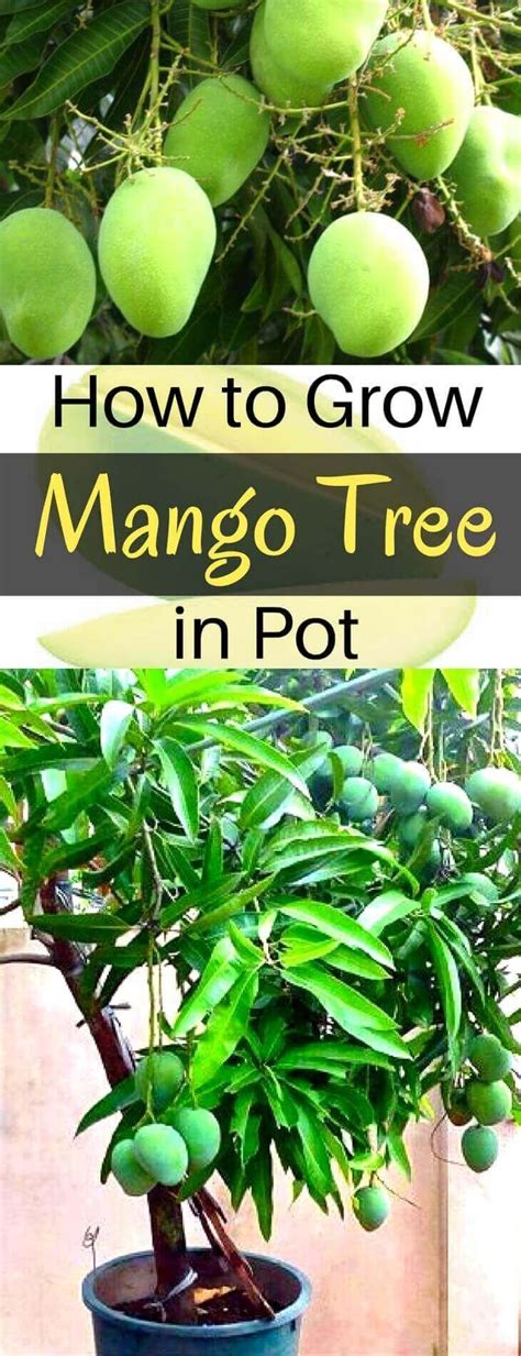 How To Grow Mango Tree In Pot Potted Fruit Trees Fruit Trees In