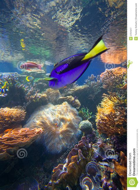 Tropical Coral Reef Fish Stock Image Image Of Blue Clownfish 2751517