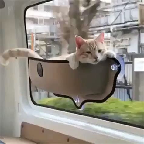 New cat hammock bed are available in various style designs such as striped, plain, dot, printed, and many more. Cat Window Bed-Hammock | Cat window bed, Cat window, Cat hammock