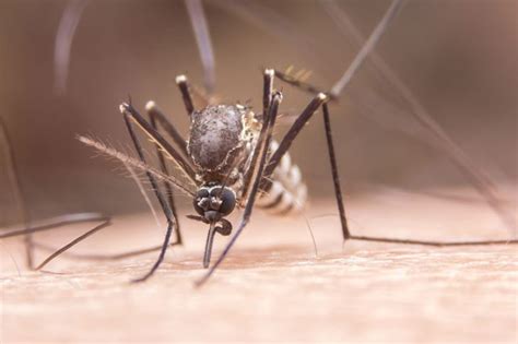7 Reasons Why Mosquitoes Are Attracted To You According To Science