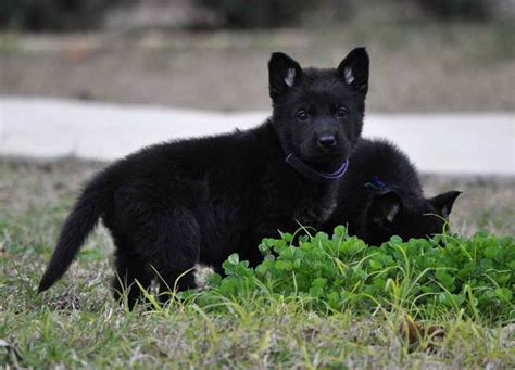 German Shepherd Black Puppies For Sale Petsidi