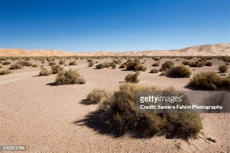 Sahara Desert Plants Photos And Premium High Res Pictures Getty Images